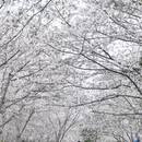 上海旅游 缩略图 3