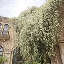 成都旅游 缩略图 8