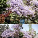 成都旅游 缩略图 3