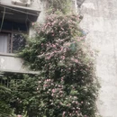 成都旅游 缩略图 15