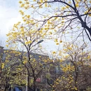 成都旅游 缩略图 5