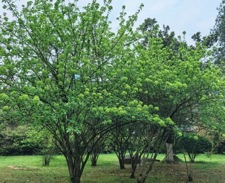 长沙旅游 1
