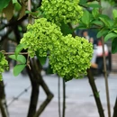 长沙旅游 缩略图 12