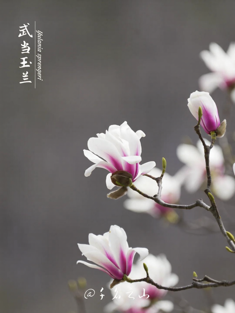 洛阳旅游