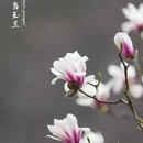 洛阳旅游 缩略图 1