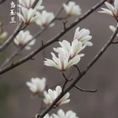 洛阳旅游 缩略图 4