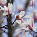 洛阳旅游 缩略图 5