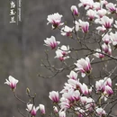 洛阳旅游 缩略图 2