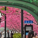 杭州旅游 缩略图 4