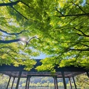 杭州旅游 缩略图 6