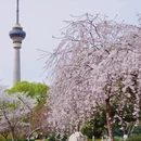 北京旅游 缩略图 4