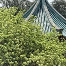 长沙旅游 缩略图 5