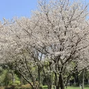 长沙旅游 缩略图 13