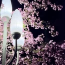 杭州旅游 缩略图 16