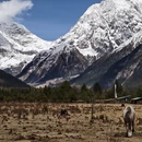 林芝旅游 缩略图 1