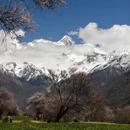 林芝旅游 缩略图 10