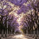 昆明旅游 缩略图 1