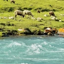 伊犁旅游 缩略图 3