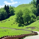 伊犁旅游 缩略图 5