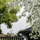 南京旅游 缩略图 2