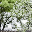 南京旅游 缩略图 14