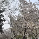 南京旅游 缩略图 3