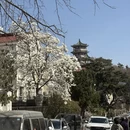 青岛旅游 缩略图 12