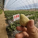 大连旅游 缩略图 4