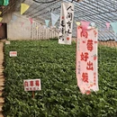 大连旅游 缩略图 2