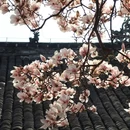 成都旅游 缩略图 9
