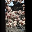成都旅游 缩略图 15