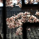 成都旅游 缩略图 11