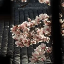 成都旅游 缩略图 10