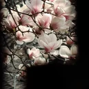 成都旅游 缩略图 13