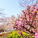 青岛旅游 缩略图 4