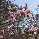 青岛旅游 缩略图 6