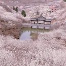 青岛旅游 缩略图 4