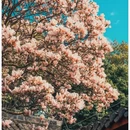成都旅游 缩略图 1