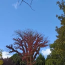 青岛旅游 缩略图 5
