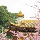 成都旅游 缩略图 2