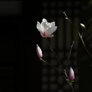 成都旅游 缩略图 8