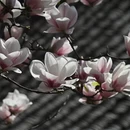 成都旅游 缩略图 16