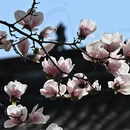 成都旅游 缩略图 15