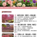 成都旅游 缩略图 3