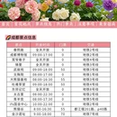 成都旅游 缩略图 5