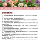 成都旅游 缩略图 8