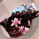 苏州旅游 缩略图 2