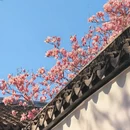 苏州旅游 缩略图 6