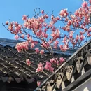 苏州旅游 缩略图 5