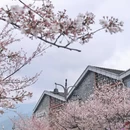 成都旅游 缩略图 2